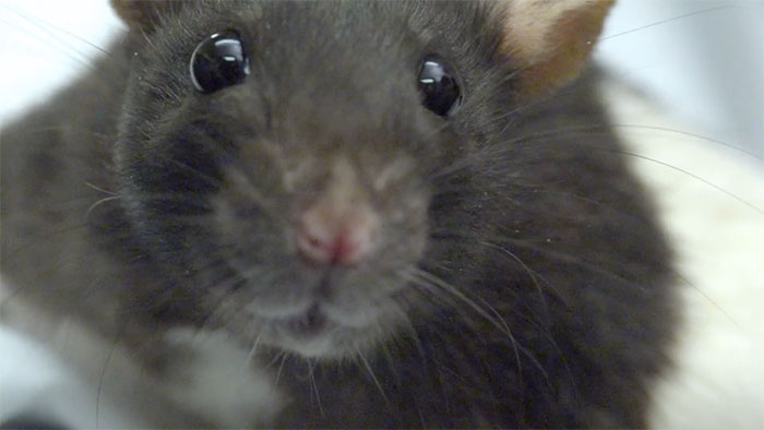 Rats Who Were Taught To Drive Enjoy Going For Rides, Rev The Engine As Soon As They Get In