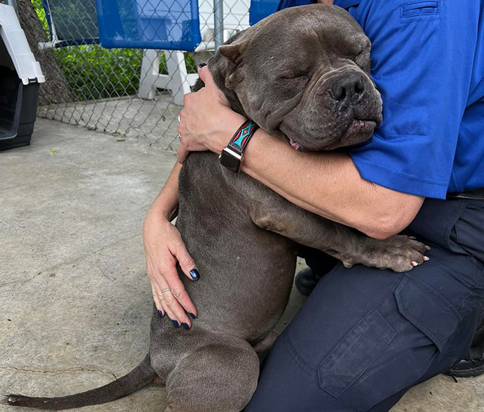 Lovely Pitbull Can’t Stop Hugging Woman Who Gave Him Foster Home, Goes Viral When Pics Spread Online