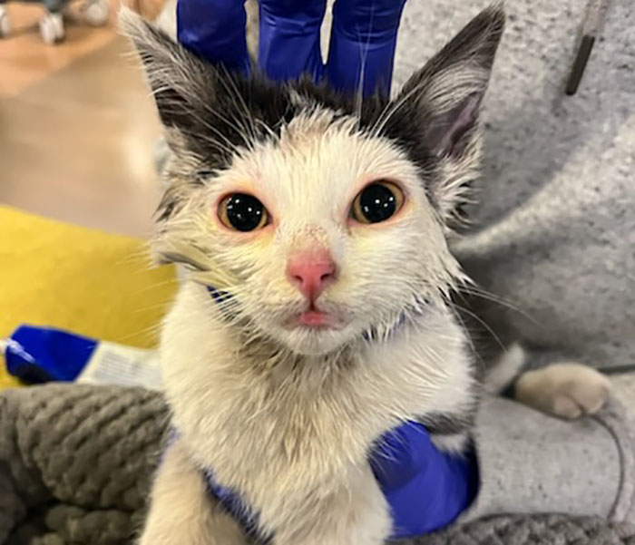 People Online Are Thankful To These Rescuers Who Successfully Saved Kitten Stuck In A Huge Dumpster