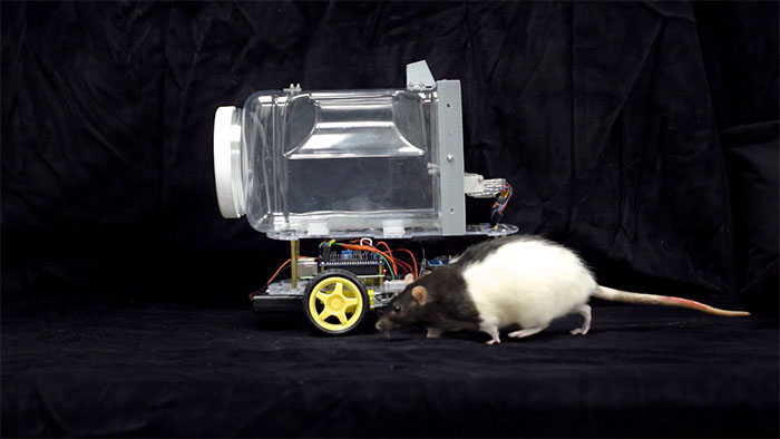 Rats Who Were Taught To Drive Enjoy Going For Rides, Rev The Engine As Soon As They Get In