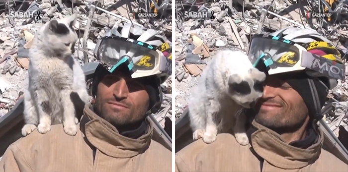 The Cat , Saved From The Wreckage, Does Not Leave Her Rescuer (Turkey )