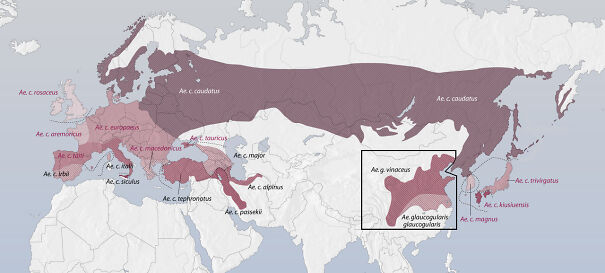 1280px-Schwanzmeise_Aegithalos_caudatus_distribution_map-672680eccee43-png.jpg