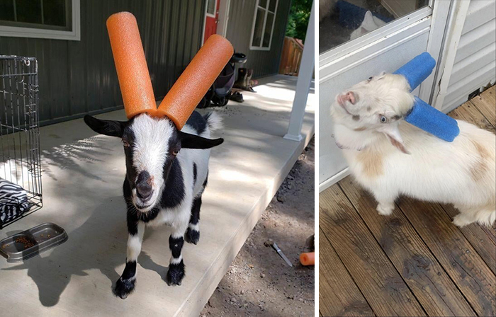 Mean Goats Get The Pool Noodles