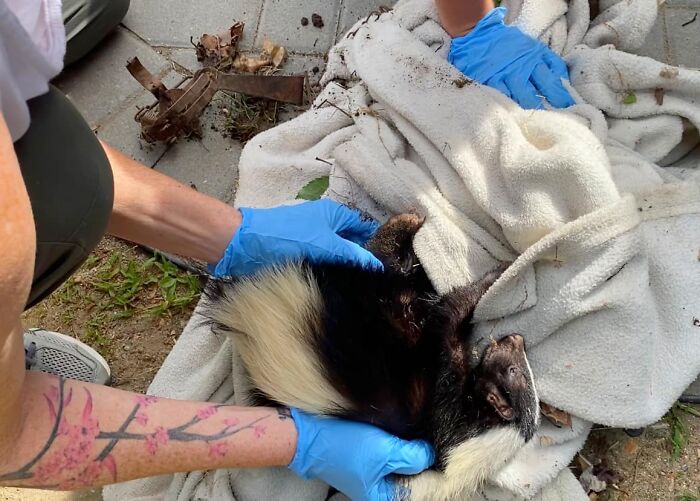 Injured Mama Skunk Ends Up Adopting An Orphan, The Next Day The Rescue Team Finds Her Babies