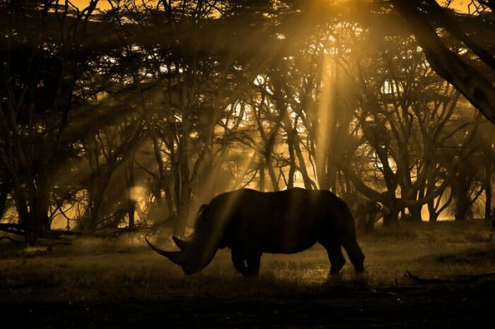 Rhino in a sunlit forest, showcasing breathtaking sustainability-focused photography.