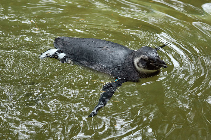 Periwinkle The Penguin Takes Over The Internet As He Thrives After A Rough Start, Defying All Odds