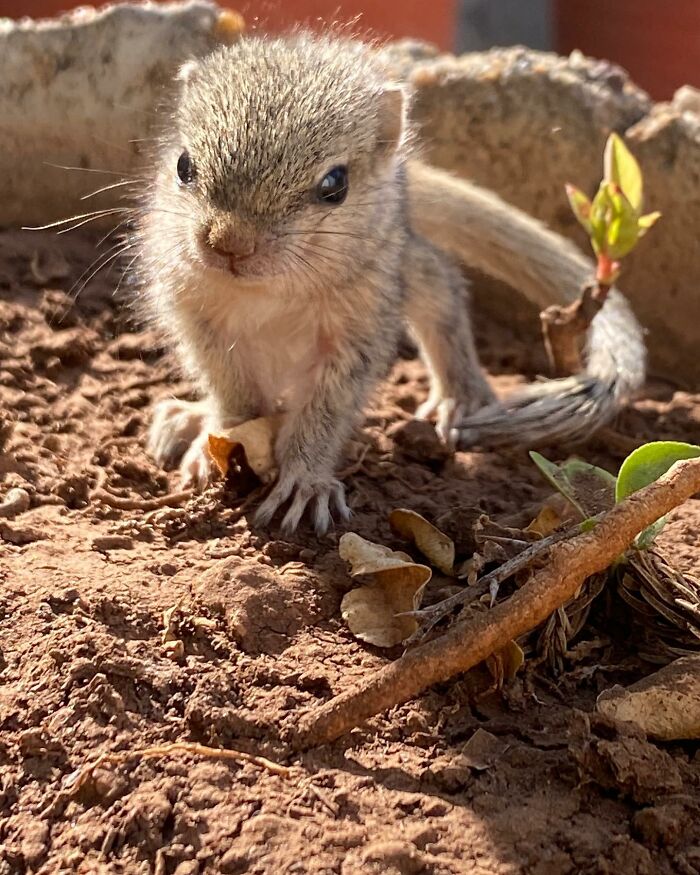 Orphaned squirrel sitting on soil, surrounded by leaves and twigs, under sunny light.