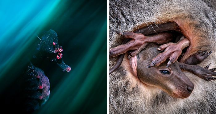 80 Winning Images From The 2024 Close-Up Photographer Of The Year