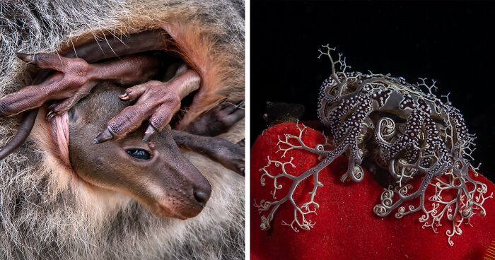 Here Are The Best 80 Images Of The 2024 Close-Up Photographer Of The Year Competition