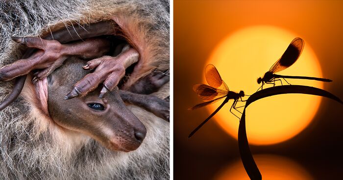 80 Winning Images From The 2024 Close-Up Photographer Of The Year