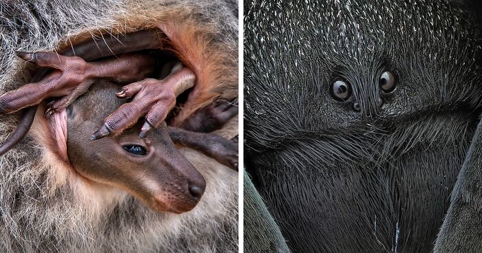 80 Best Photographs Of The 2024 Close-Up Photographer Of The Year Competition