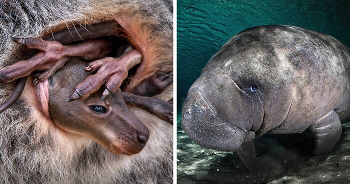 80 Best Macro Photographs Of 2024 As Announced By Close-Up Photographer Of The Year