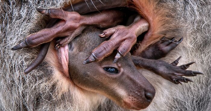 2024 Close-Up Photographer Of The Year: 80 Best Pics Have Been Announced