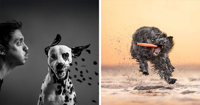 Here Are The Best 29 Pics Of 2024, As Shared By Dog Photography Awards