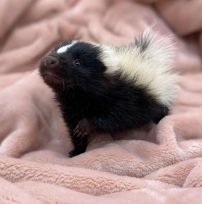 Injured Mama Skunk Ends Up Adopting An Orphan, The Next Day The Rescue Team Finds Her Babies