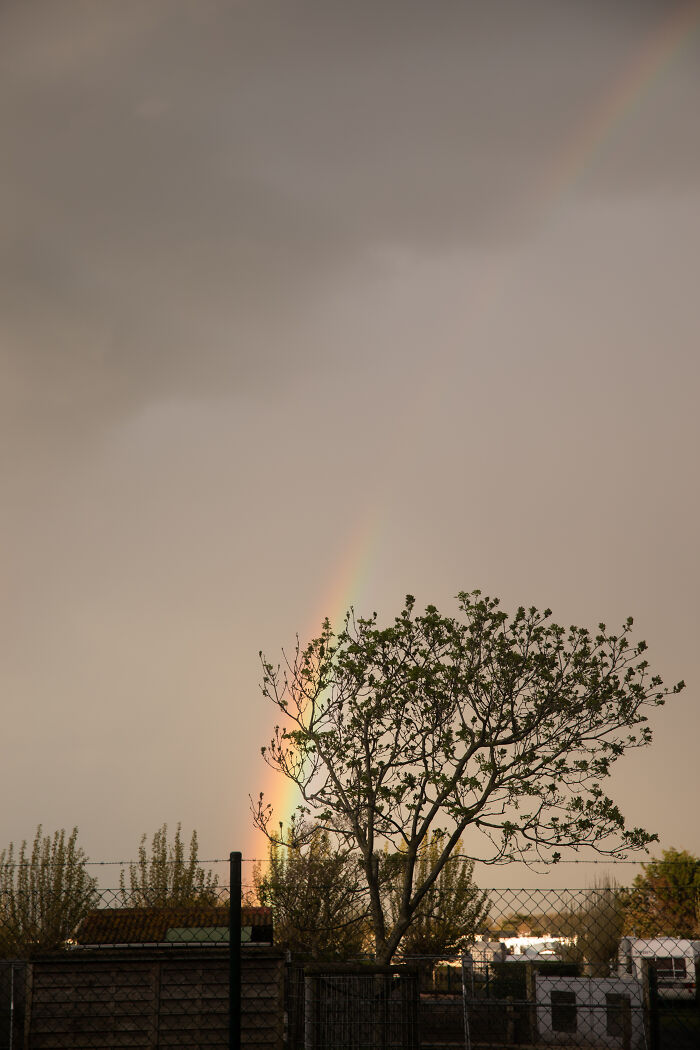 I Spent 4 Years Photographing This Tree