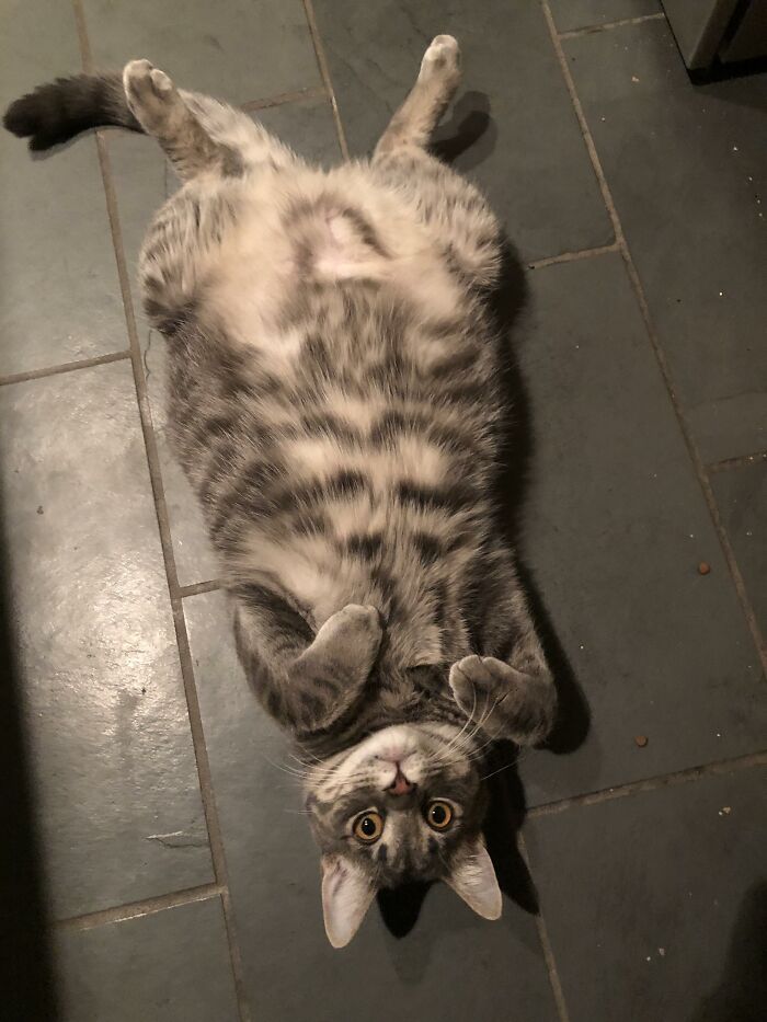 My Kitchen “Helper”, He Does This In Front Of The Stove When I’m Trying To Cook