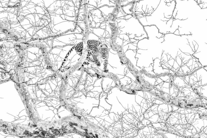 Monochrome photo of a leopard in a tree, showcasing breathtaking photography focused on sustainability.