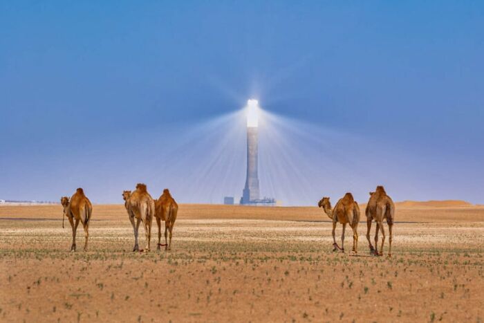 Camels walk towards a distant solar tower, highlighting sustainability in breathtaking desert photography.