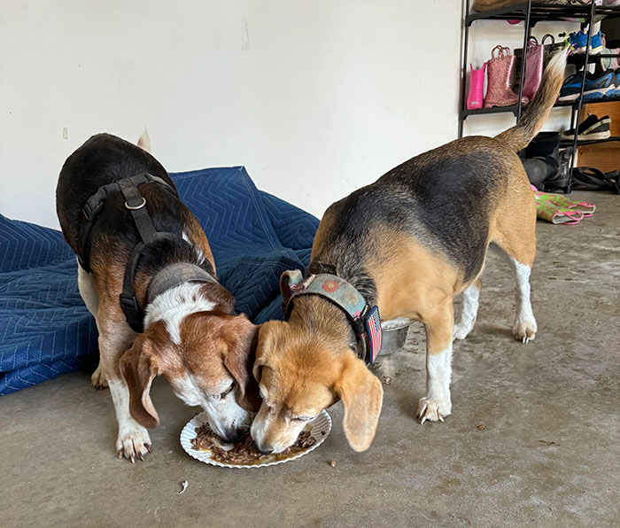 Man Goes For A Walk In The Forest, Returns With A Couple Of Beagles He Found Stuck On A Cliff