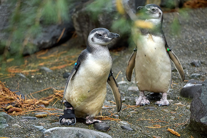 Periwinkle The Penguin Takes Over The Internet As He Thrives After A Rough Start, Defying All Odds