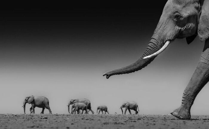 Black and white photo of elephants walking across a barren landscape, emphasizing sustainability photography.