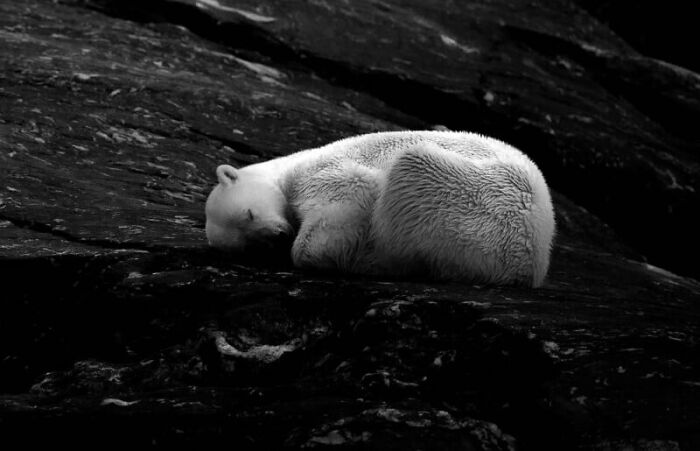 A polar bear resting on dark rocks, showcasing breathtaking photography focused on sustainability.