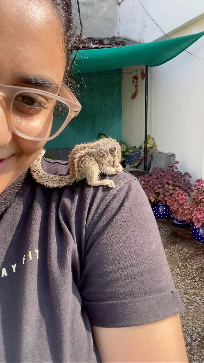 Young orphaned squirrel resting on a person's shoulder, forming a heartwarming bond with her new family.