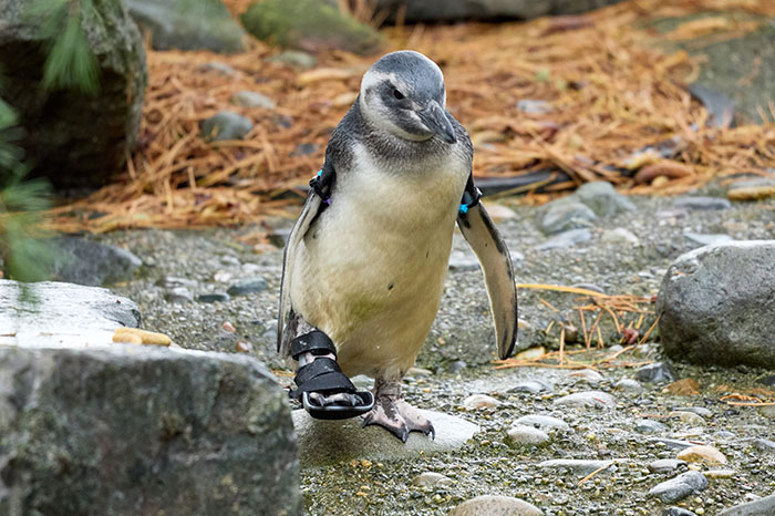 Periwinkle The Penguin Takes Over The Internet As He Thrives After A Rough Start, Defying All Odds