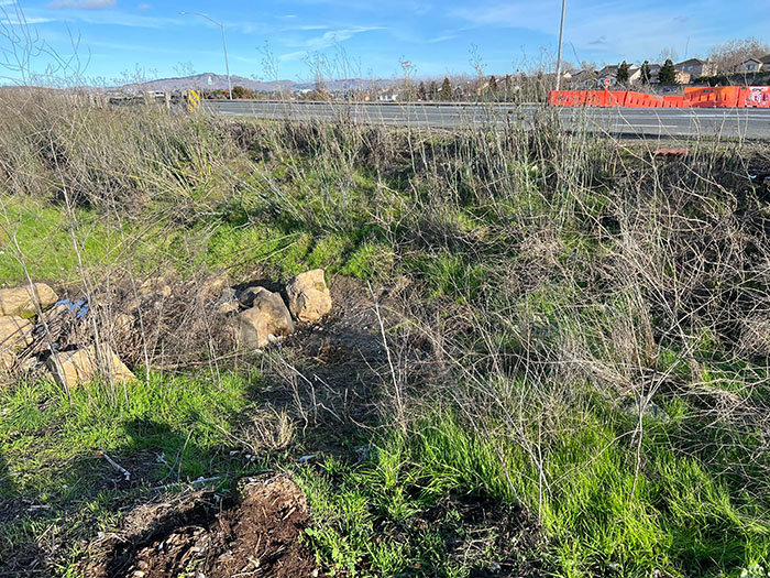 Guy Who Cleans Up Bay Area Gets To Enjoy The Fruit Of His Work As He Witnesses The Nature Return