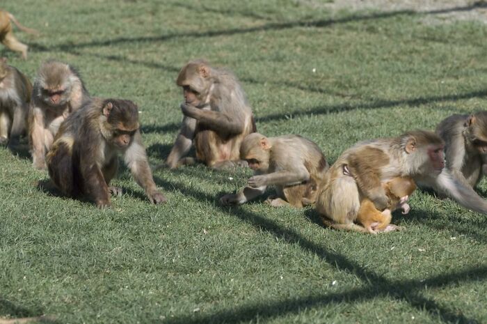 43 Monkeys Escape Research Facility, Police Issue Strict Warning: "They Don't Belong To You"