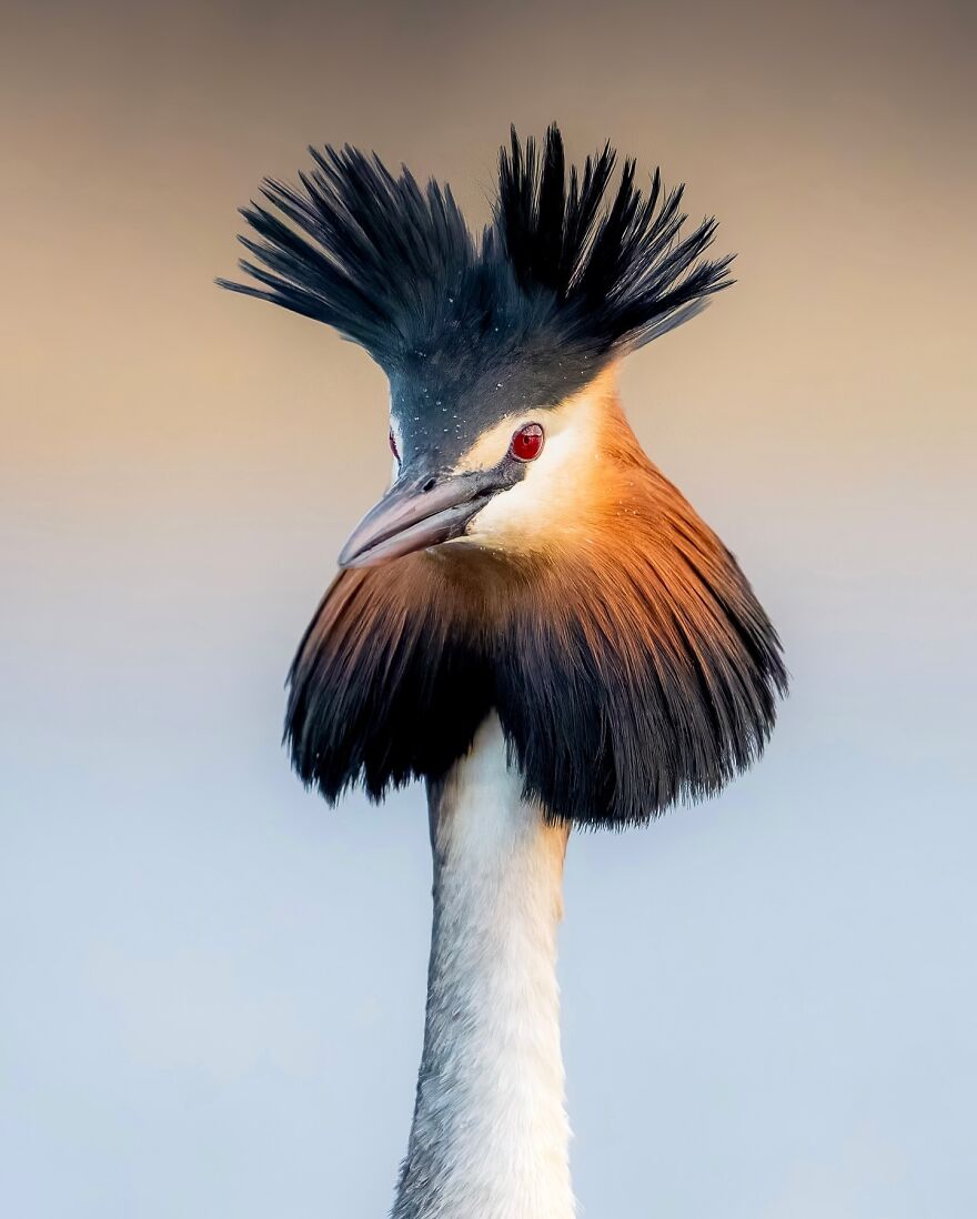 Wings Of Finland: Tom Nickels’ Stunning Bird Photography-Interview