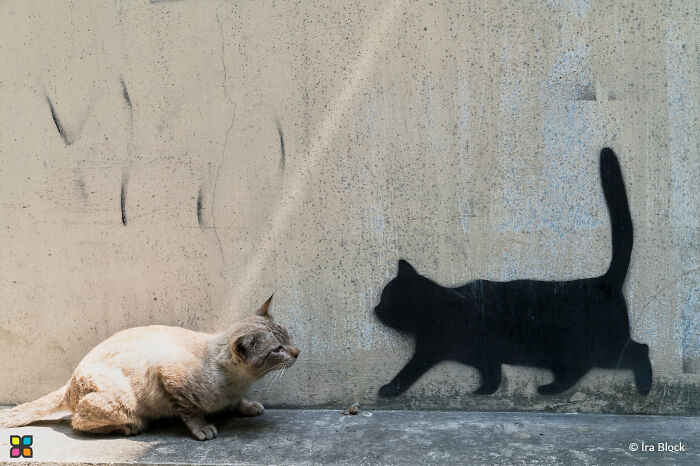 Cat observing its shadow on a wall, showcasing breathtaking photography with a focus on sustainability.