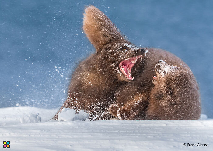 Two arctic foxes wrestling in the snow, capturing sustainable wildlife moments.