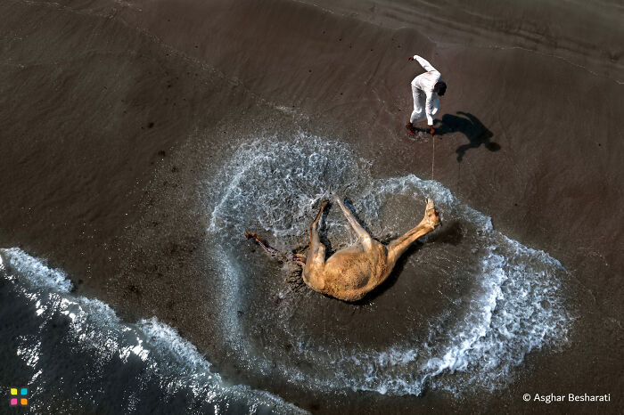 Aerial view of a person in white near a camel on a sandy beach, capturing a sustainability-focused photography moment.