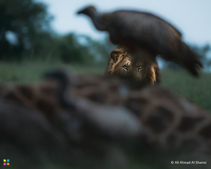 Lion in focus with blurred foreground, symbolizing breathtaking photography and sustainability themes.