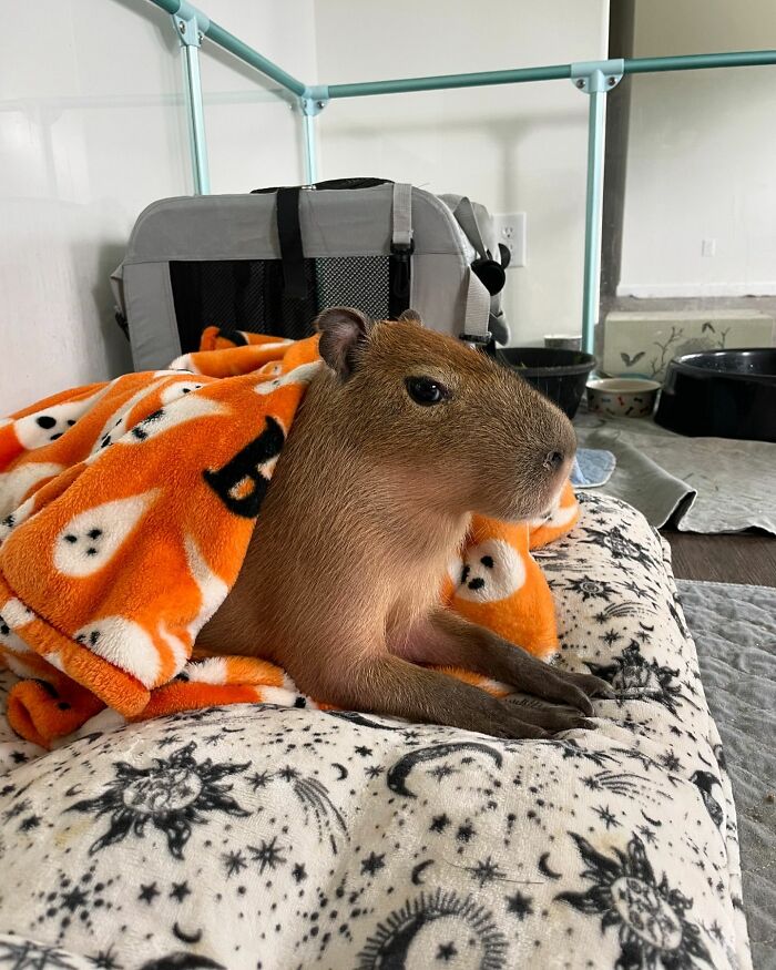 This Astoundingly Adorable Capybara Named Pumpkin Is Melting Hearts All Over The Internet