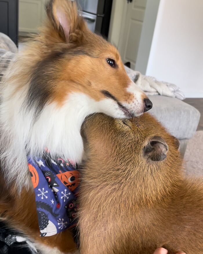 This Astoundingly Adorable Capybara Named Pumpkin Is Melting Hearts All Over The Internet