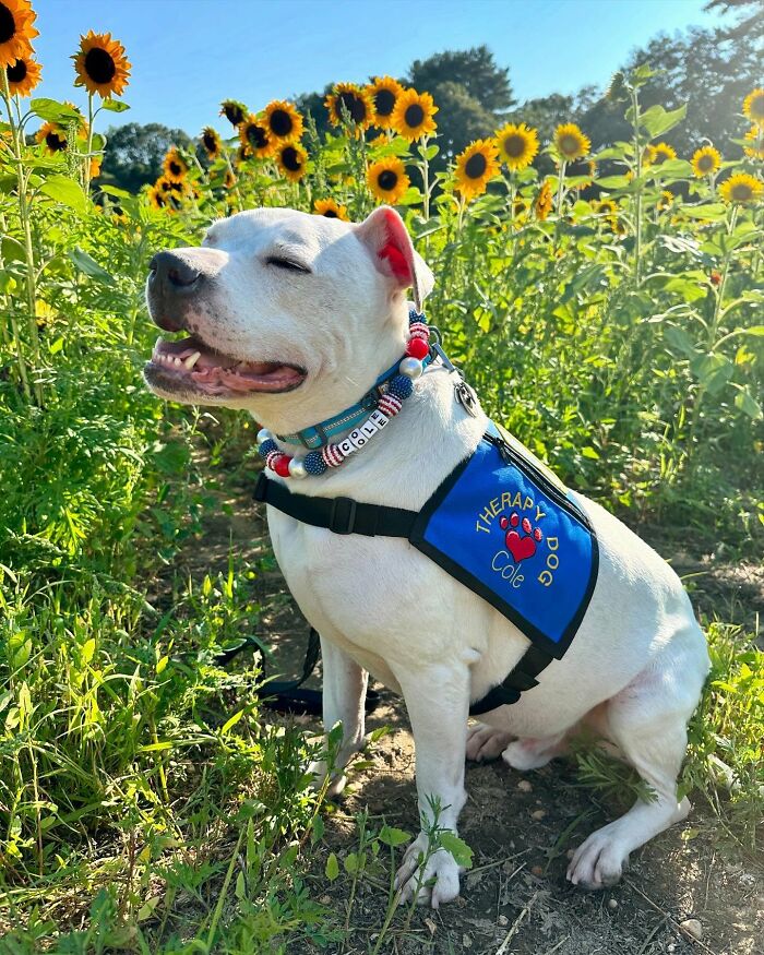 Netizens Are In Tears As These School Kids Learn Sign Language For Their Deaf Therapy Dog’s B-Day