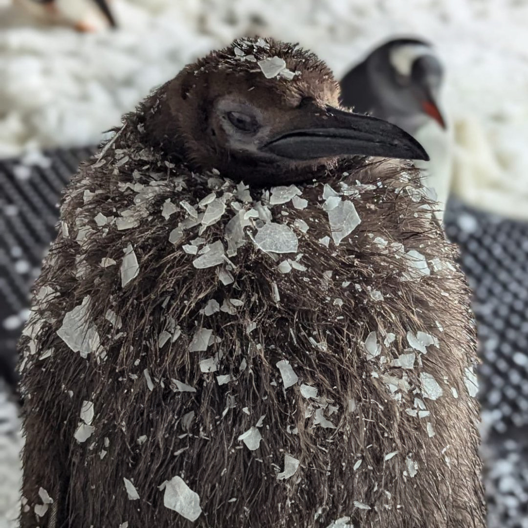 Pesto, The Viral Penguin, Is About To Lose All His Fluff And Become A Full-Fledged King Penguin