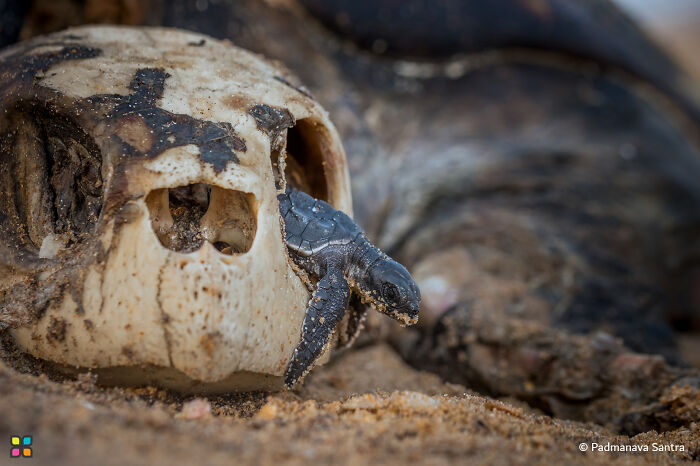 Turtle hatchling emerging from a skull, showcasing breathtaking photography focused on sustainability.