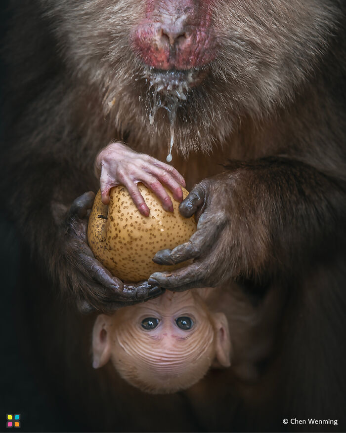 Monkey holding a fruit, highlighting sustainability in breathtaking photography for Hipa 2024.