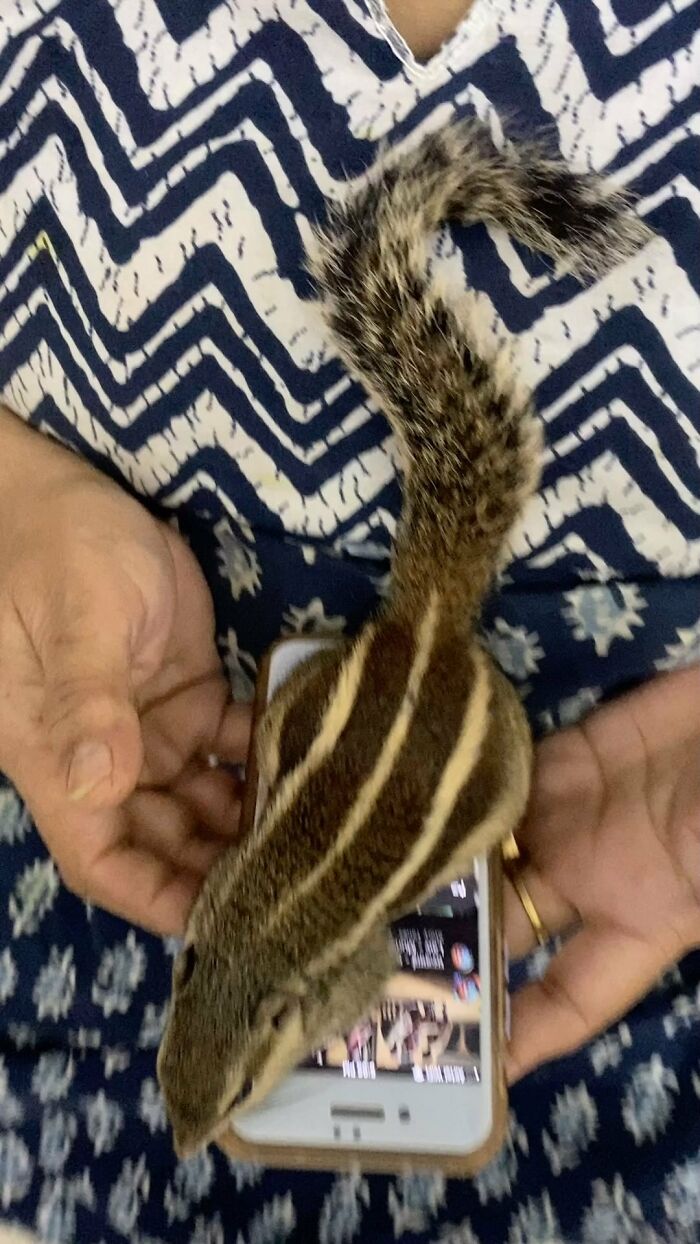 Orphaned squirrel sitting on hands, exploring a smartphone, showing a bond with her new human family.