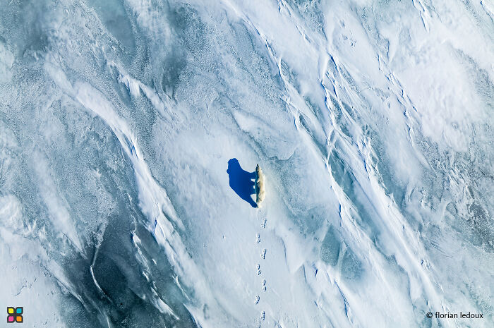 Aerial view of polar bear tracks on snow, highlighting sustainability in breathtaking photography.