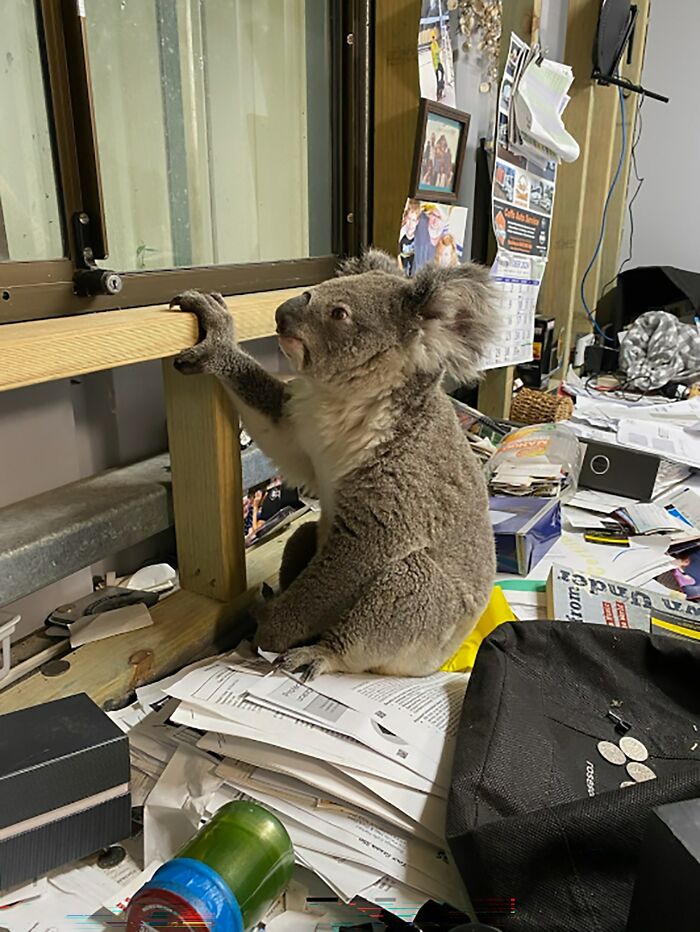 Man's New Unexpected Adorable Coworker Is Melting Hearts Online After Sneaking Into His Office