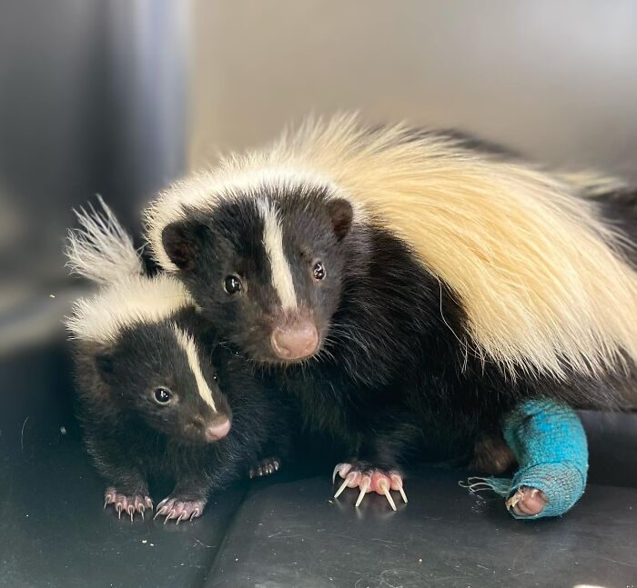 Injured Mama Skunk Ends Up Adopting An Orphan, The Next Day The Rescue Team Finds Her Babies