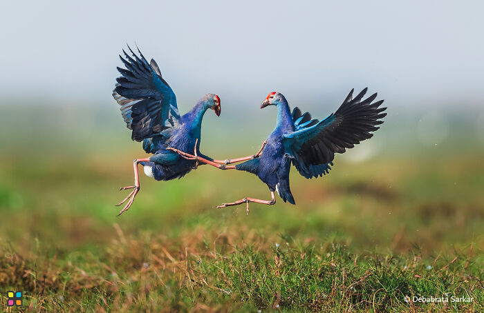 Two vibrant birds in mid-air, showcasing breathtaking photography focused on sustainability.