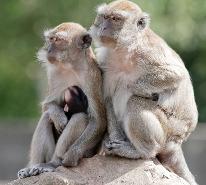 43 Monkeys Escape Research Facility, Police Issue Strict Warning: "They Don't Belong To You"