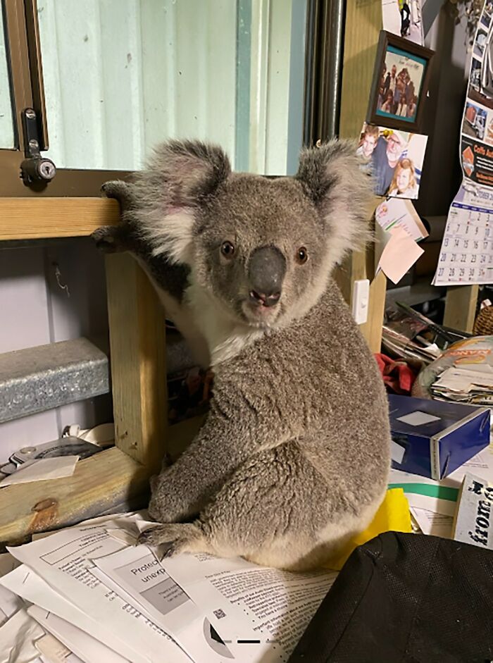 Man's New Unexpected Adorable Coworker Is Melting Hearts Online After Sneaking Into His Office