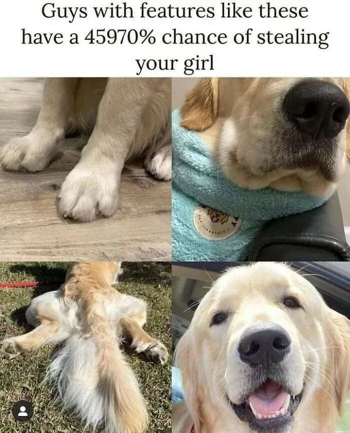 Funny-Cute-Dog-Memes-Jokes